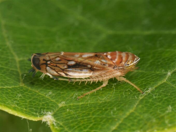 Rebkrankheit - Amerikanische Rebzikade