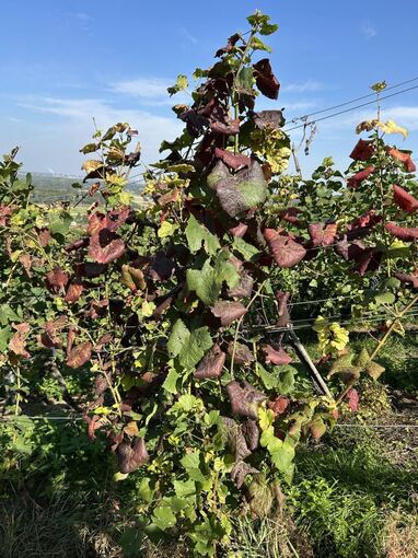 Rebkrankheit - Erkrankte Weinreben