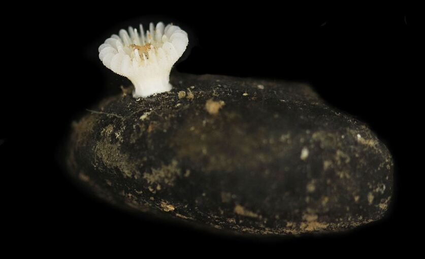 Neue Tiefseekoralle lebt nur auf Manganknollen