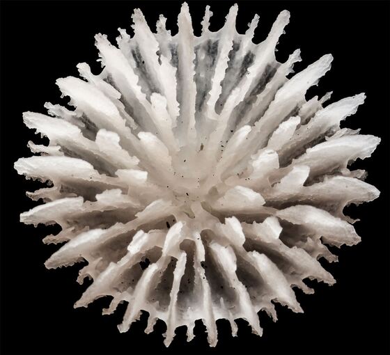 Neue Tiefseekoralle lebt nur auf Manganknollen