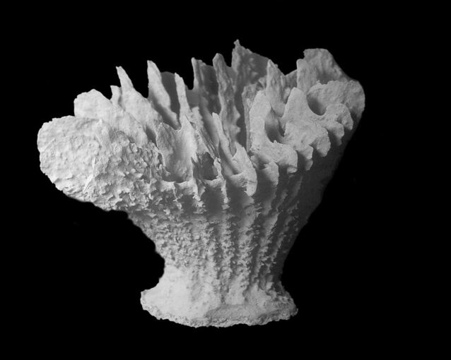 Neue Tiefseekoralle lebt nur auf Manganknollen