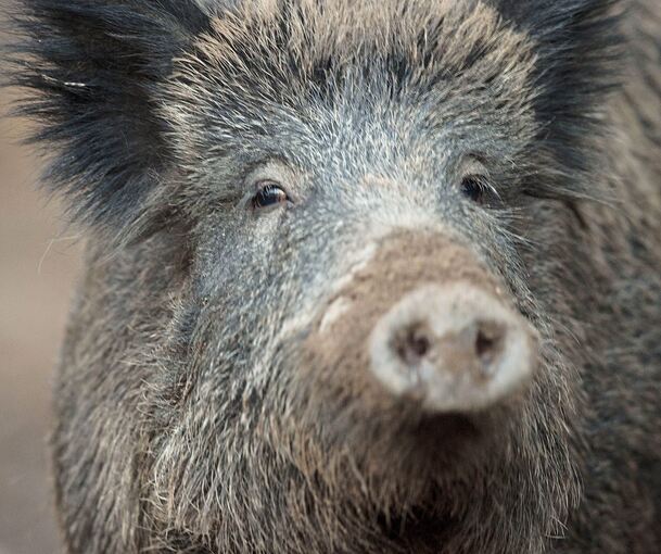 Mit Drückjagden wird versucht, die Wildschweinpopulationen einzudämmen.