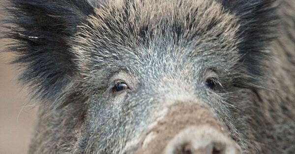 Einschr-nkungen-durch-Dr-ckjagden-im-Kreis-Ludwigsburg