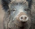 Mit Drückjagden wird versucht, die Wildschweinpopulationen einzudämmen.