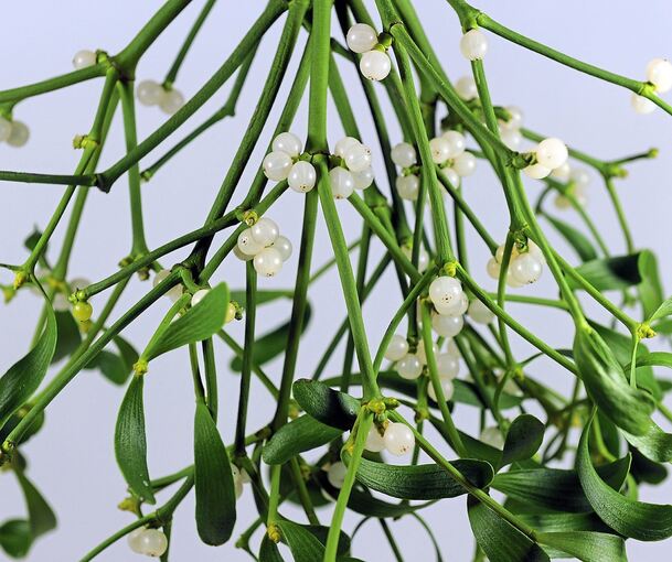 Mistelzweig-Verkäufer im Kreis Ludwigsburg sorgen für Gesprächsstoff.