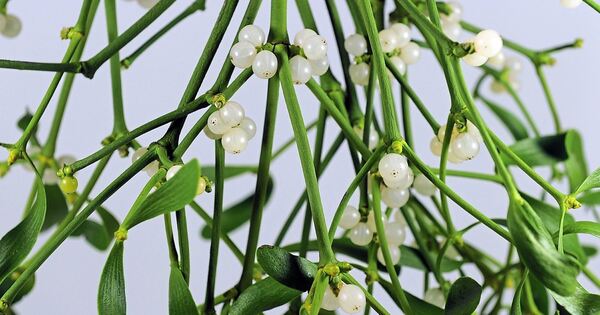 T-uschung-und-Erpressung-Mistelzweig-Bande-sorgt-f-r-rger-im-Kreis-Ludwigsburg