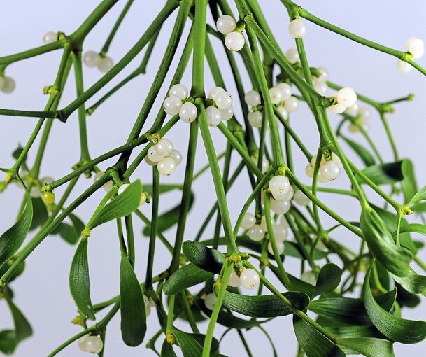 Mistelzweige: Um sie zu verkaufen, ist eine Verkäuferin sogar handgreiflich geworden.