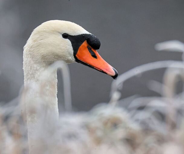 Bei einem Schwan, der in Hoheneck gefunden wurde, besteht der Verdacht, dass er Vogelgripppe hatte.