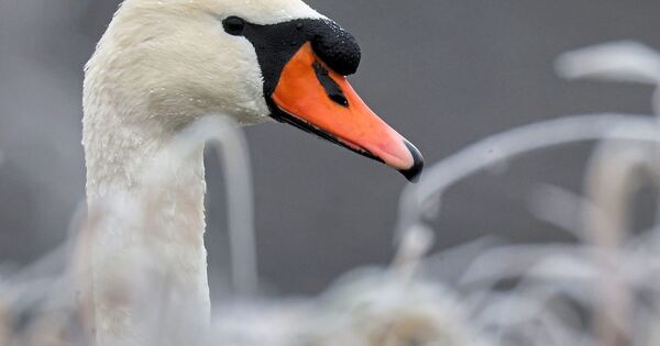 Zweiter-Fall-von-Gefl-gelpest-bei-Wildvogel-im-Kreis-Ludwigsburg-Stallpflicht-entlang-des-Neckars