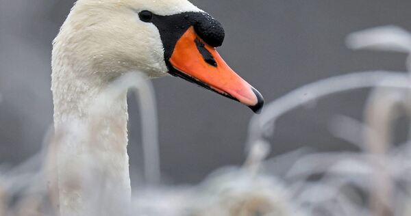 Bei einem Schwan, der in Hoheneck gefunden wurde, besteht der Verdacht, dass er Vogelgripppe hatte.