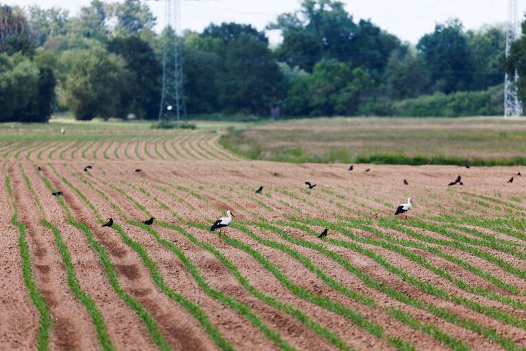 Saatkrähen schädigen Landwirte Saatkrähen schädigen Landwirte