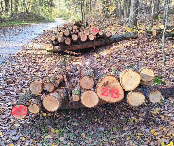 Die erste Versteigerung findet am Dienstag, 2. Dezember, in Erligheim statt. Die erste Versteigerung findet am Dienstag, 2. Dezember, in Erligheim statt.