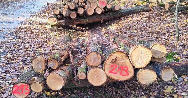 Brennholz-im-Landkreis-Ludwigsburg-Verkauf-und-Versteigerungen-laufen