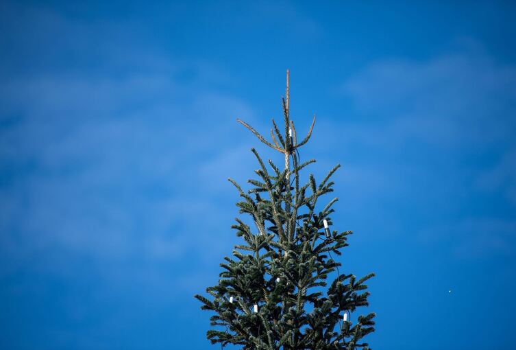 Bundespräsident entzündet Lichter am Weihnachtsbaum vor Bellevue Bundespräsident entzündet Lichter am Weihnachtsbaum vor Bellevue