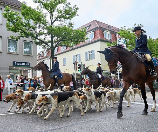 Statt beim Pferdemarkt zu sparen...