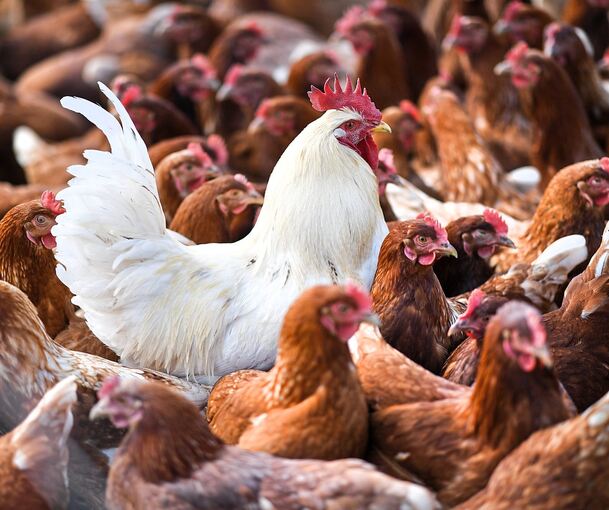 Entlang des Neckars muss Geflügel im Landkreis Ludwigsburg jetzt im Stall bleiben. Symbol