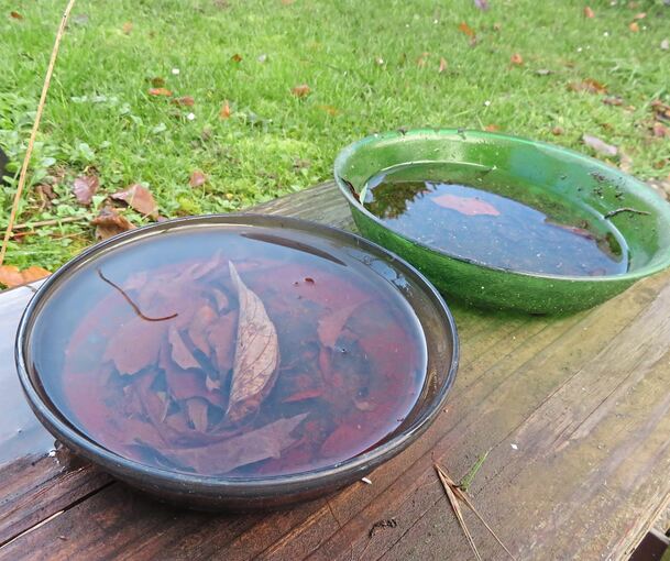 Mit Wasser gefüllte Blumenuntersetzer sind beliebte Ablageorte für die Eier der Tigermücke.