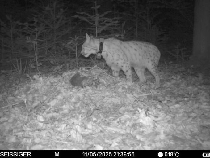 Luchs Portus im Nordschwarzwald
