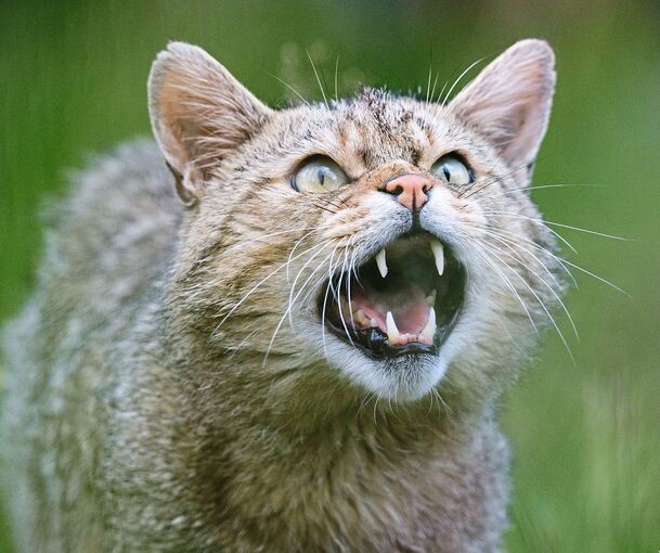 Eine Wildkatze zeigt ihre Zähne.