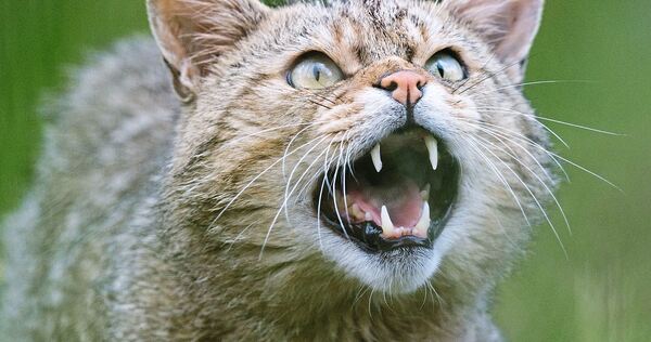 Eine Wildkatze zeigt ihre Zähne.
