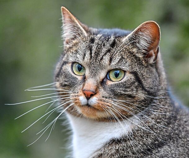 Freilaufende Katzen müssen ab 2027 in Großbottwar kastriert werden.