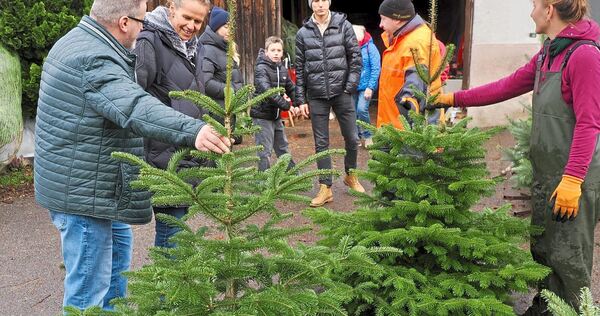 Welcher Baum soll es sein? Die Entscheidung ist manchmal gar nicht so einfach.