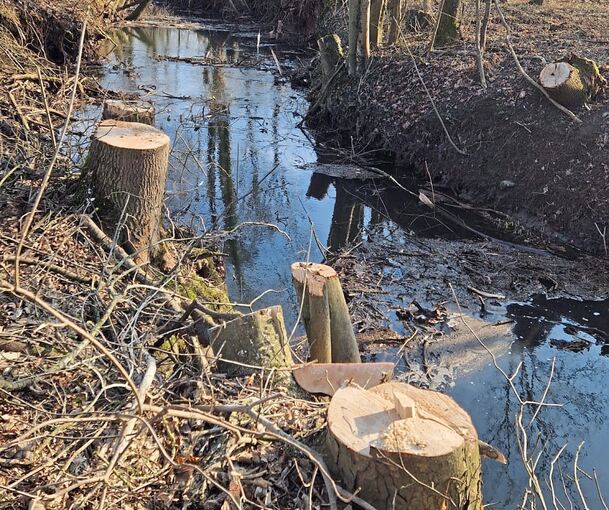 Die Glems bei Schwieberdingen im März 2025 nach einer Fällaktion: Der jetzt geplante nächste Kahlschlag ist laut Nabu bereits der fünfte der Gemeinde in diesem Jahr.