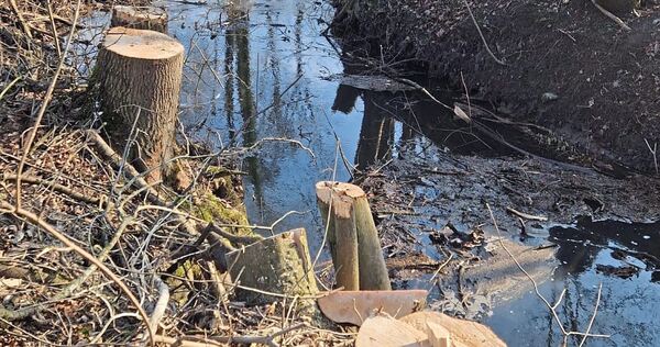 Die Glems bei Schwieberdingen im März 2025 nach einer Fällaktion: Der jetzt geplante nächste Kahlschlag ist laut Nabu bereits der fünfte der Gemeinde in diesem Jahr.