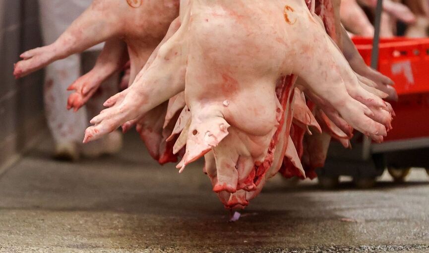 Schweinehälften im Schlachtbetrieb Schweinehälften im Schlachtbetrieb