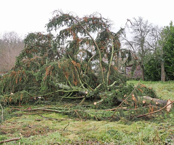 An der gefällten Fichte sind einige braune Stellen zu erkennen.