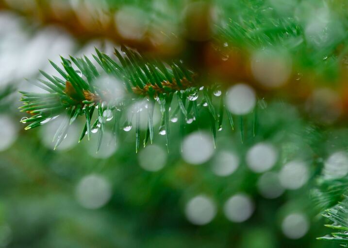 Weihnachtsbaum Weihnachtsbaum