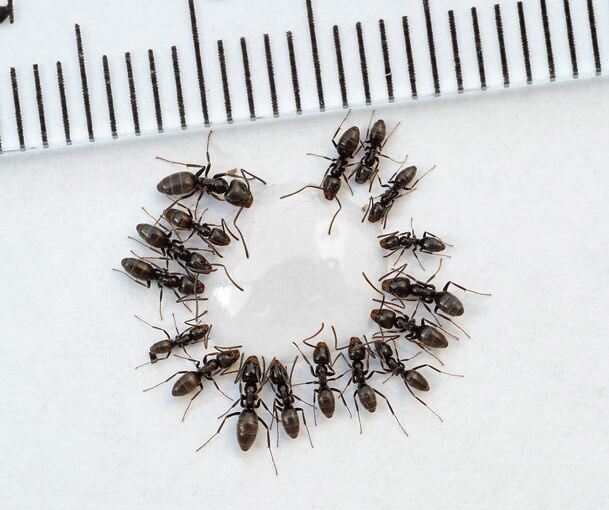 Große Drüsenameisen laben sich an Agavendicksaft. Gut zu erkennen: Die Arbeiterinnen sind unterschiedlich groß.