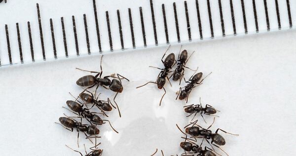 Große Drüsenameisen laben sich an Agavendicksaft. Gut zu erkennen: Die Arbeiterinnen sind unterschiedlich groß.