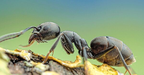 Ludwigsburg district: The Tapinoma ant continues to spread here