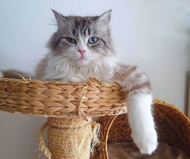 Kater Freddy geht es nach seiner Operation und einer Bluttransfusion endlich besser.