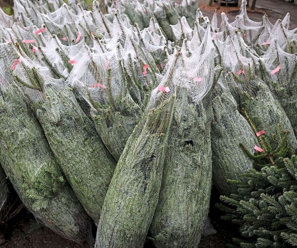 In Vaihingen haben Unbekannte über 20 Weihnachtsbäume gestohlen.