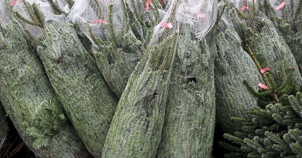 20-Weihnachtsb-ume-in-Vaihingen-gestohlen