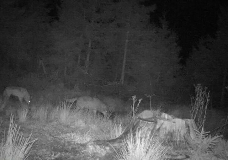 Zwei Wölfe gemeinsam auf einem Foto einer Wildkamera