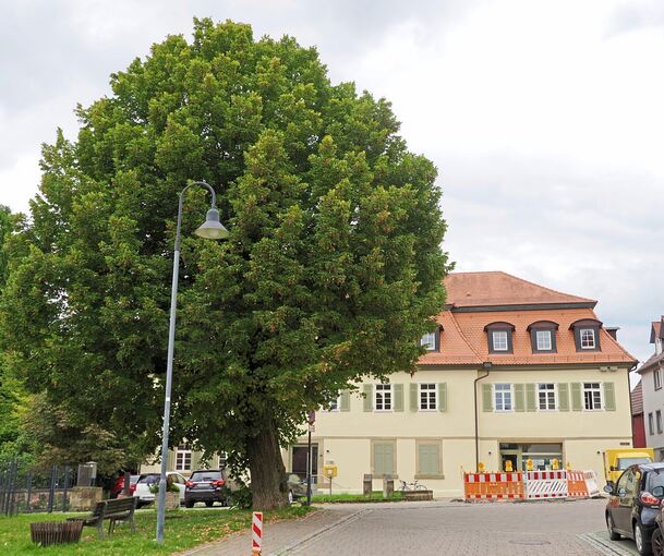 Fällt dem Bau der Einbahnstraße nicht zum Opfer: die Linde am Rathaus, die sich im Sommer in ihrer ganzen Pracht zeigt.