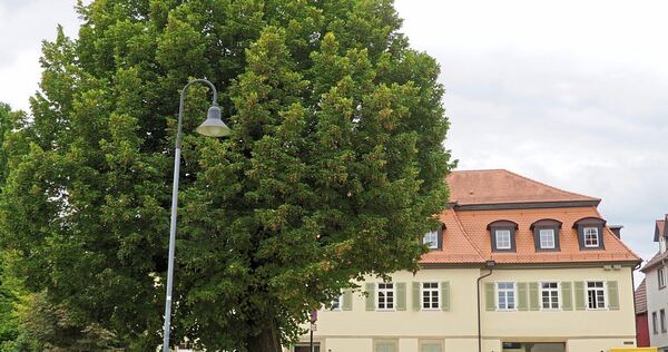 Fällt dem Bau der Einbahnstraße nicht zum Opfer: die Linde am Rathaus, die sich im Sommer in ihrer ganzen Pracht zeigt.