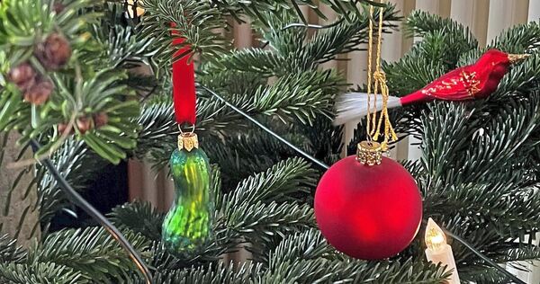 Immer öfter hängen Gurken in Bäumen.