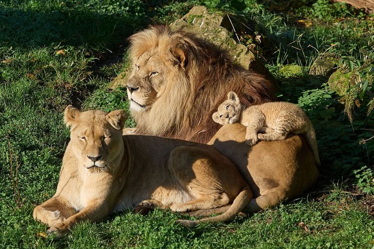 Berberlöwe Chalid gestorben