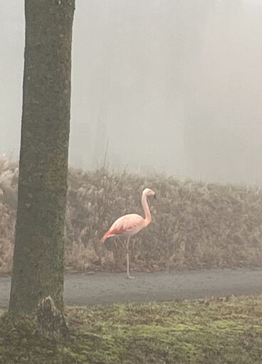 Wilder Flamingo bei Ulm