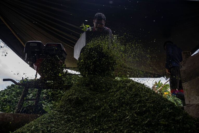 Koka: Anbau und Verarbeitung