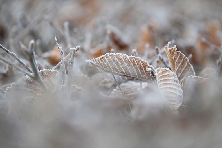 Morgenfrost in Baden-Württemberg