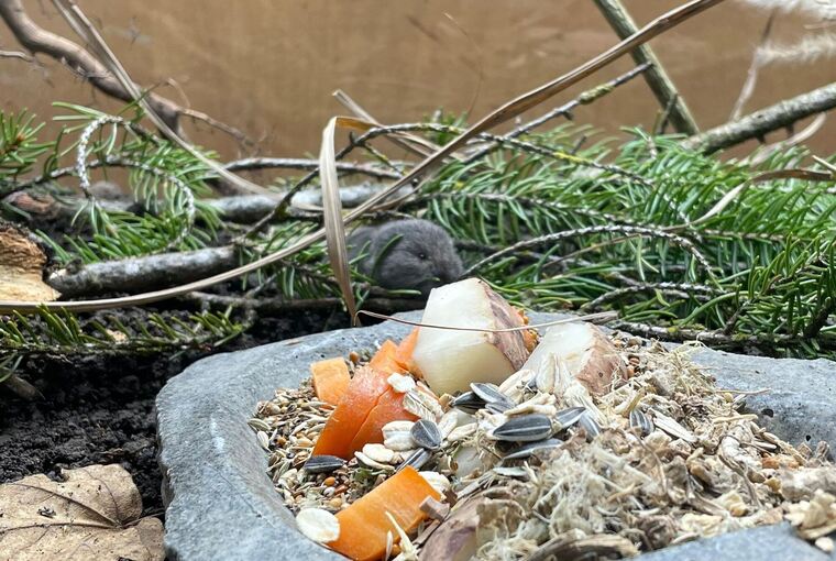 Bayerische Kurzohrmaus