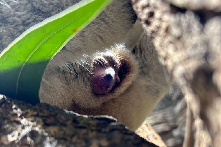 Koala-Jungtier im Beutel