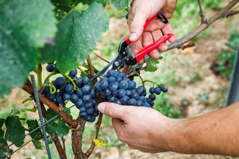 Verband: Deutscher Weinanbau steckt «in historischer Krise» Verband: Deutscher Weinanbau steckt «in historischer Krise»