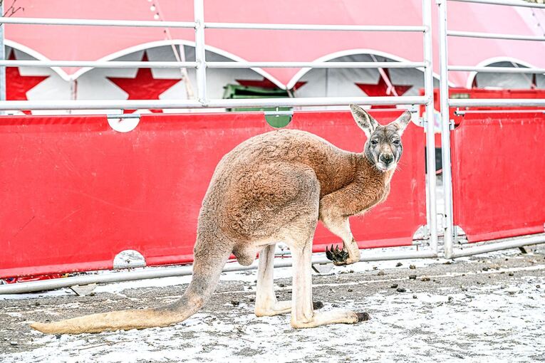 Känguru büxt aus Zirkus in Aalen aus Känguru büxt aus Zirkus in Aalen aus