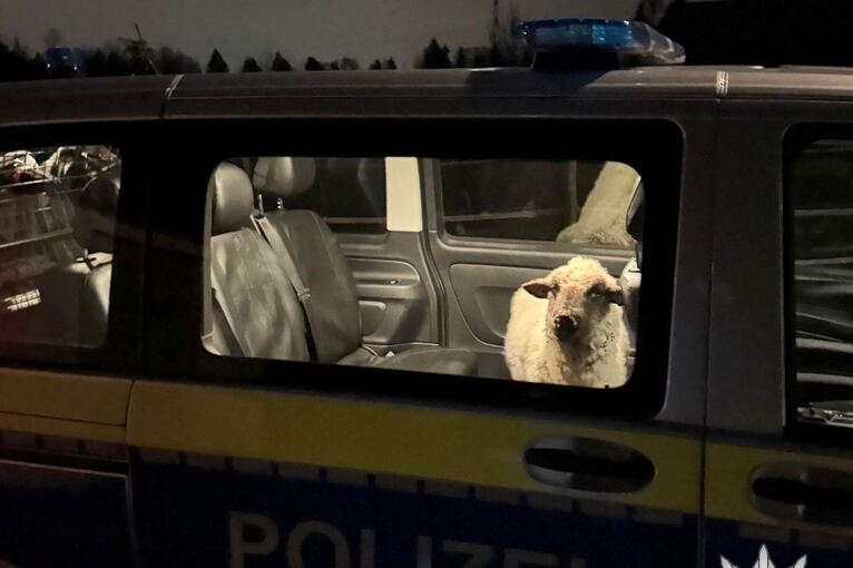 Polizei rettet Schaf auf Abwegen